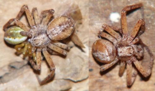 Philodromus sp.